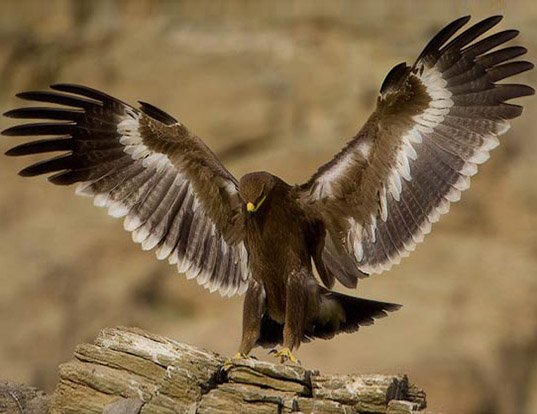 Steppe eagle